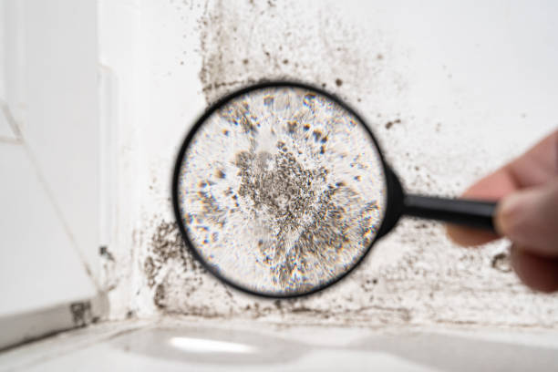 Trusted Nottingham, PA Mold Remediation Experts